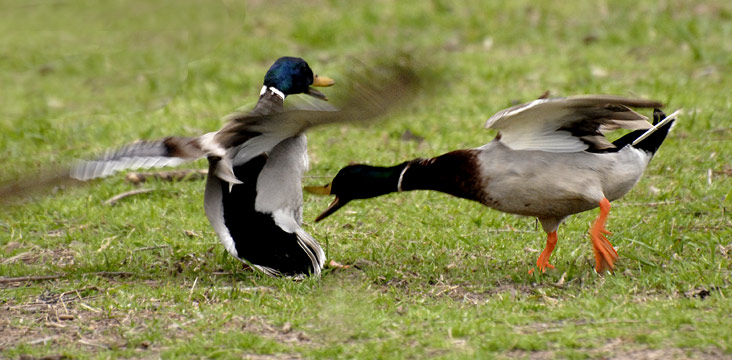 JR69375-duck-fight.jpg