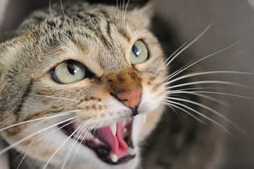 Closeup-of-angry-hissing-cat.jpg