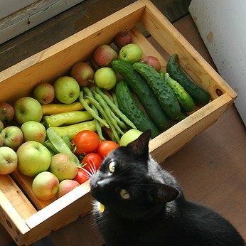 cat_veggies.jpg