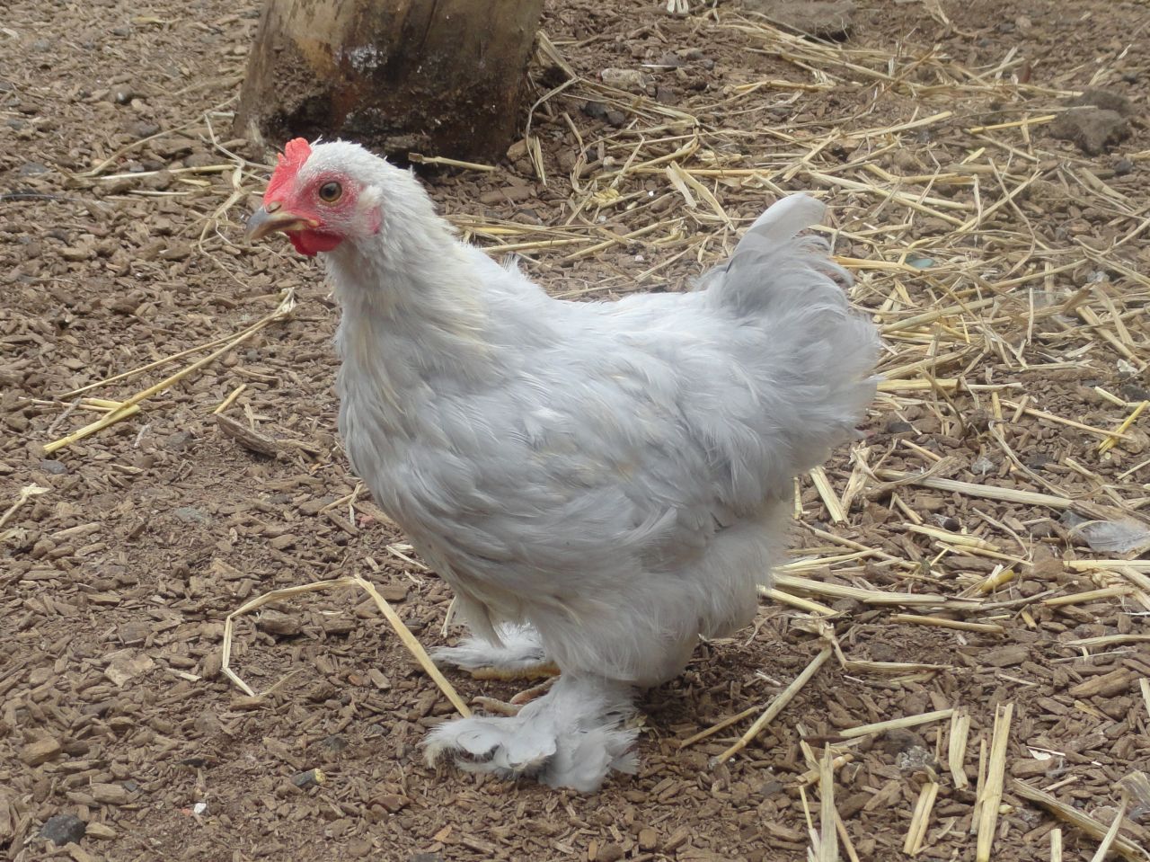 various-young-pekin-chickens-51ec38759be14.JPG