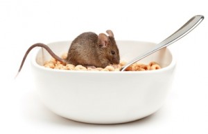 mouseincereal-300x194.jpg