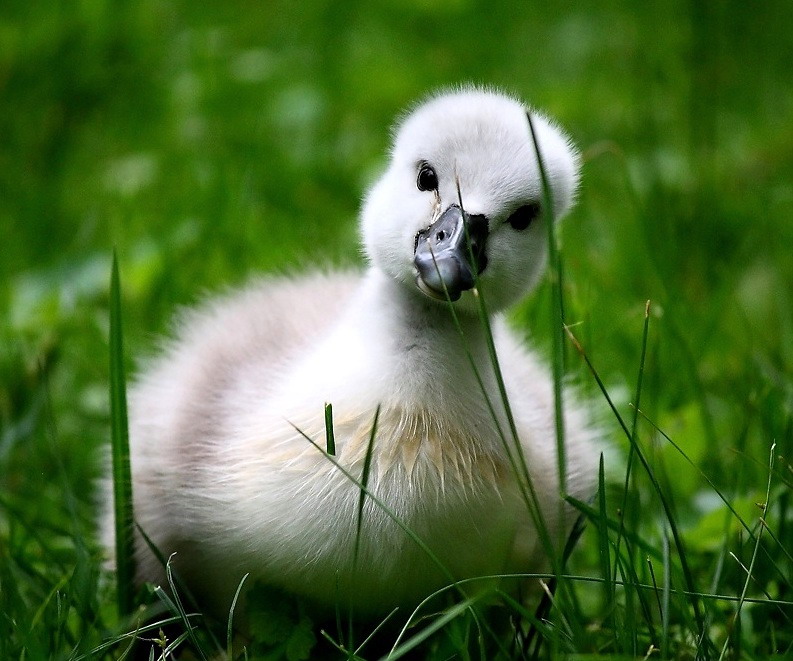 baby-swan-big.jpg