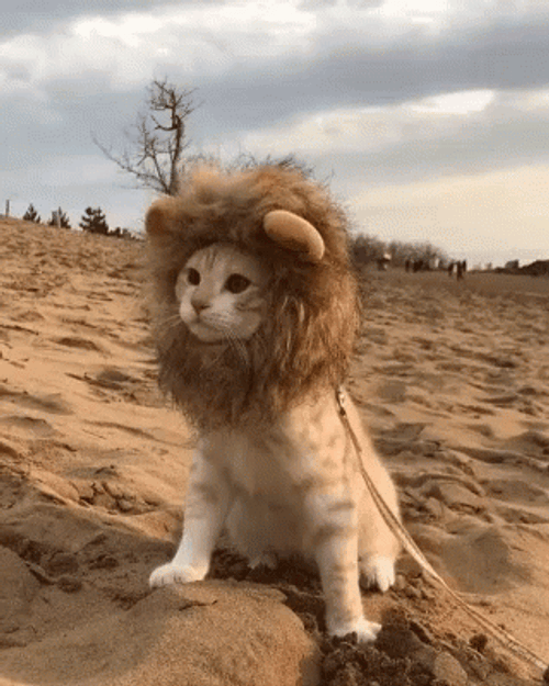 cute-cat-lion-3d5ad99jlry07se6.gif
