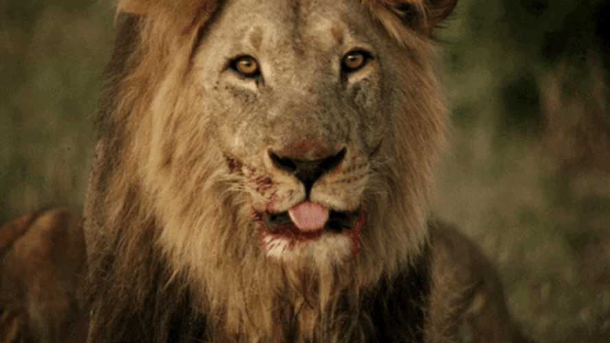 savage-lion-tongue-licking-ik1olevrx1ifx3gz.gif