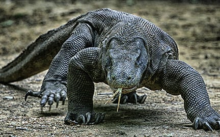 large-Komodo-Dragon-photo.jpg