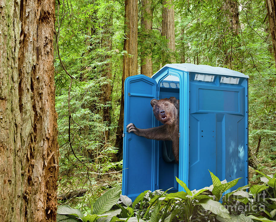 bear-pooping-in-woods-john-lund.jpg