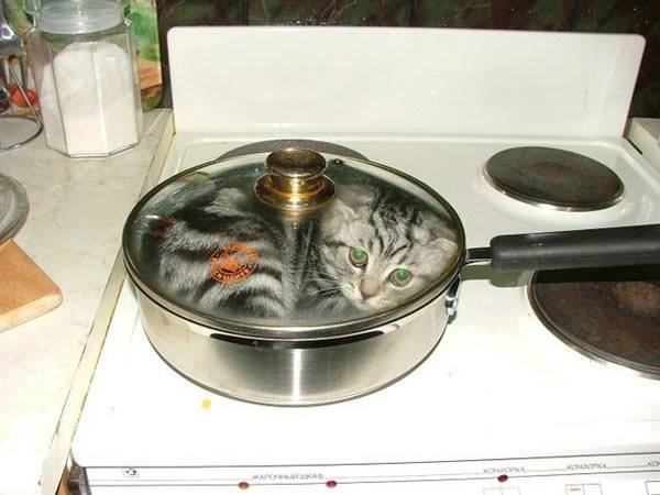 cat-in-a-pan.jpg