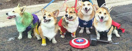 avenger%2Bdogs.jpg