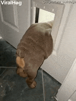 Chunky Bulldog Puppy Struggles To Fit Through Dog Door GIF by ViralHog