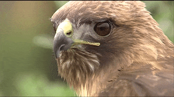 Eyes Look GIF by U.S. Fish and Wildlife Service