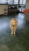 Sitting Dog Starts To Slide GIF by ViralHog