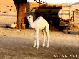 camel suprise GIF