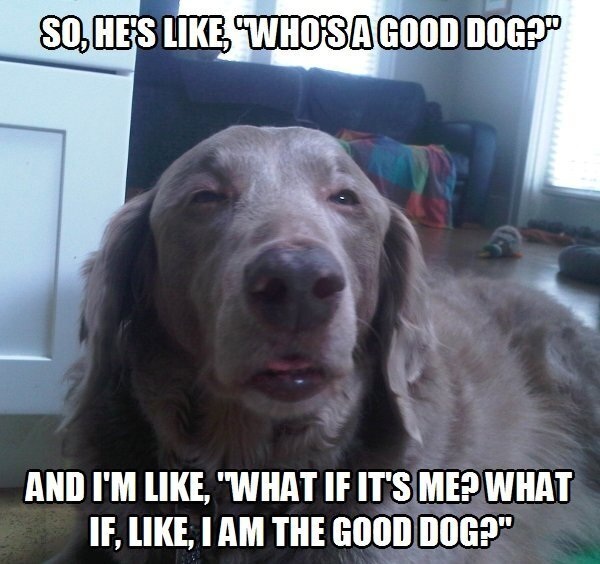 10-dog-stoner-dog-14.jpg