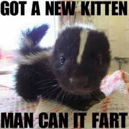 Skunk meme