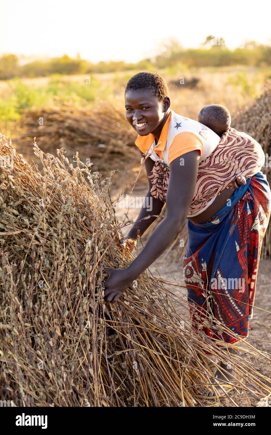 an-african-mother-carrying-a-baby-on-her-back-extracts-sesame-grain-from-stalks-and-capsules-by-shaking-the-dried-bundles-over-a-tarpaulin-sheet-in-a-sesame-field-in-rural-mouhoun-province-burkina-faso-west-africa-2C9DH3M.jpg