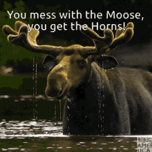moose-horns.gif