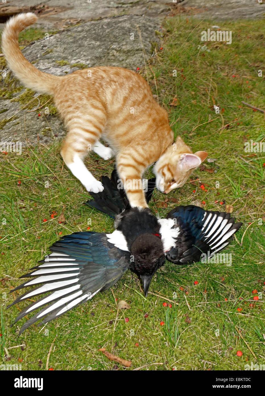 magpie-bird-tries-to-escape-from-a-cat-EBKTDC.jpg