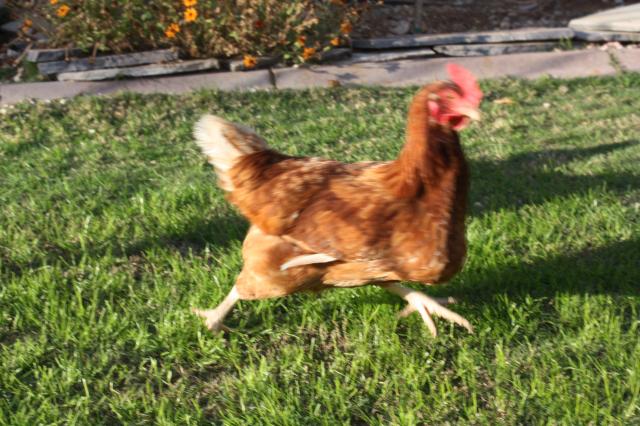 running-scared-chicken.jpeg