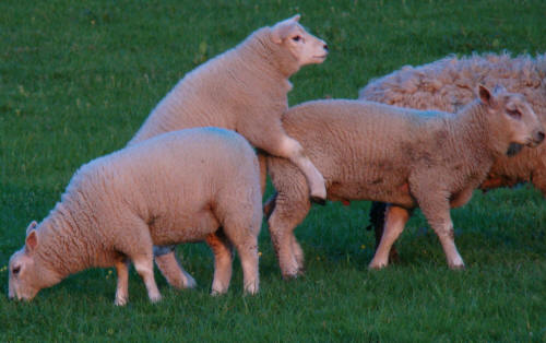 lambs.5.jpg