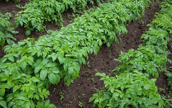 potato-plants-in-rows-how-to-grow-a-veg-plot.jpg