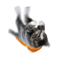 Cat-Toast.gif