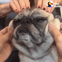 Dog Pug GIF by The Dodo