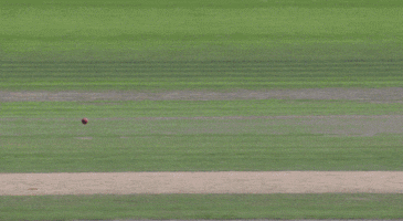 cricket GIF