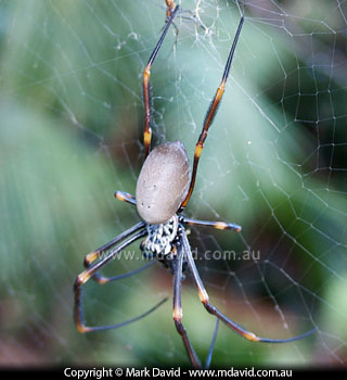 nephila106rrr.jpg