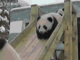 pandas-sliding-down-the-snow