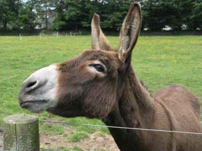 donkey.jpg