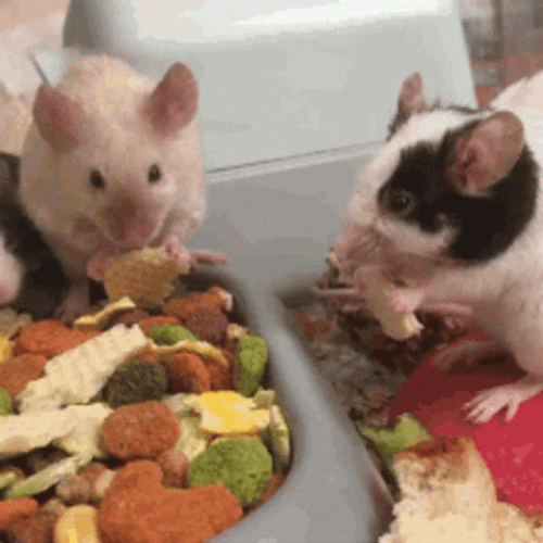 cool-rats-eating-food-uj6s7014wxvgrxlr.gif
