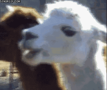 25kl855.gif