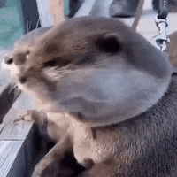 Shocked Otter GIF by Chicks on the Right