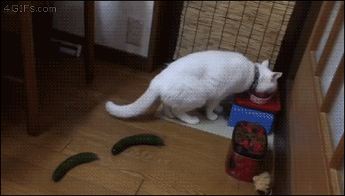 cucumber-cat-01.gif