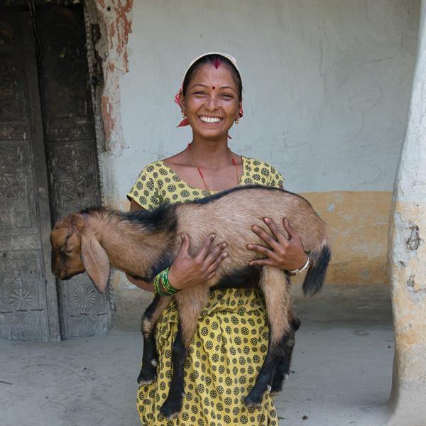 gift-of-love-goat-the-leprosy-mission-shop.jpg