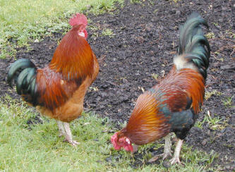 roosters.jpg