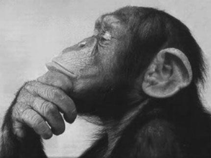 thinking-monkey.jpg