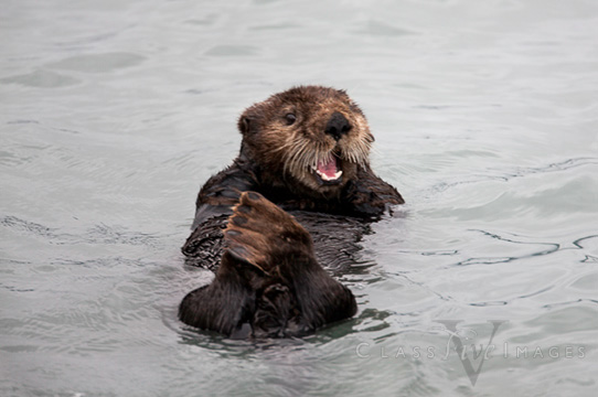 Smiling-Sea-Otter-550.jpg