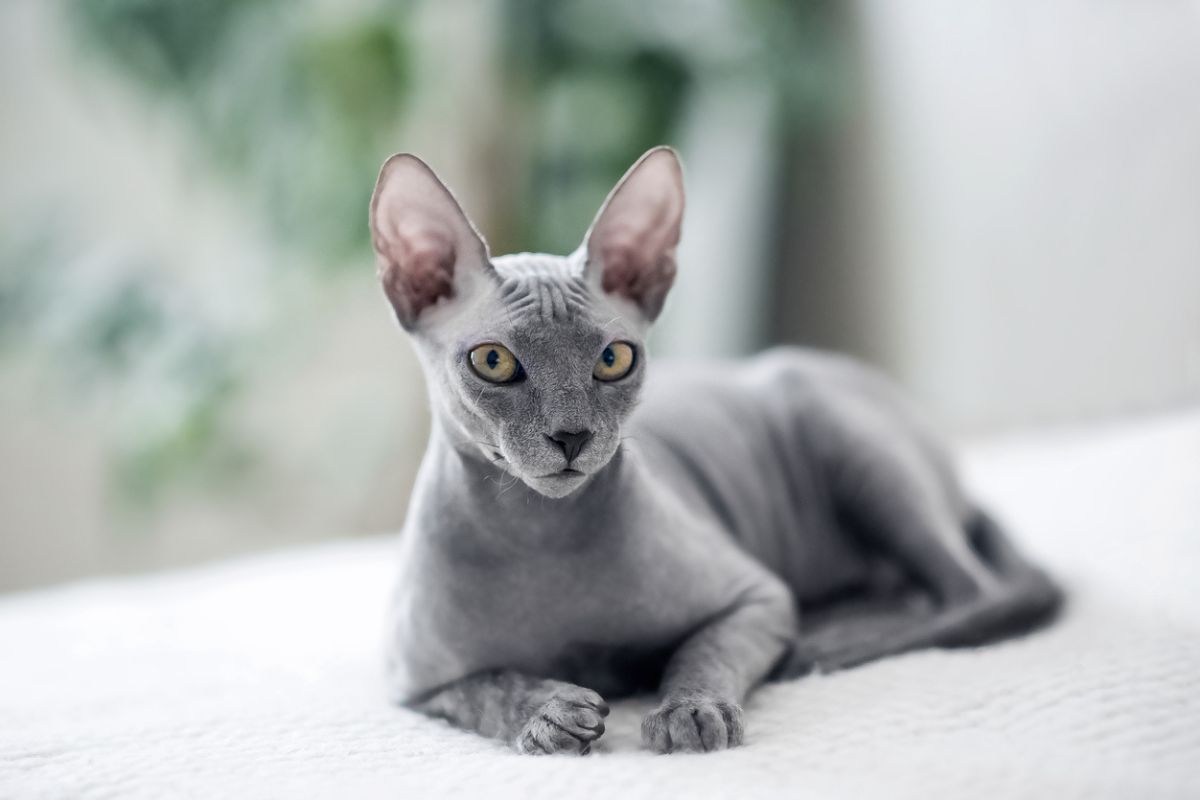 Sphynx.jpg