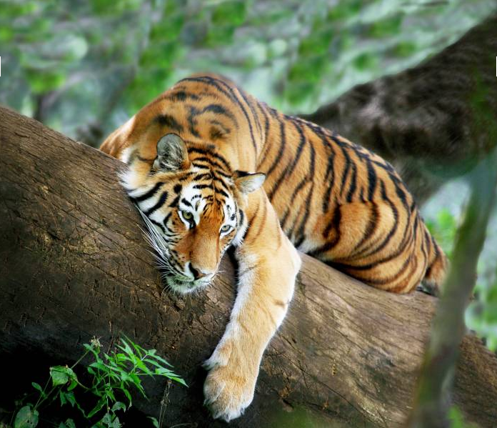 Tiger-Resting.png