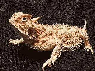 horned-toad.jpg