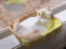 relaxed-cat.gif
