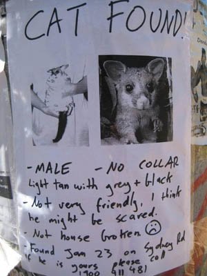 lost-cat-poster1.jpg