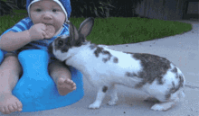 bunny-stealing.gif