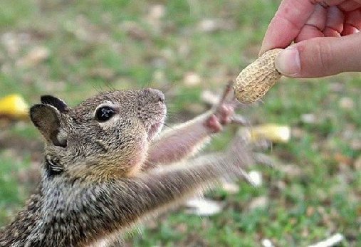 squirrel-grabbing-peanut-from-a-persons-hand.jpg
