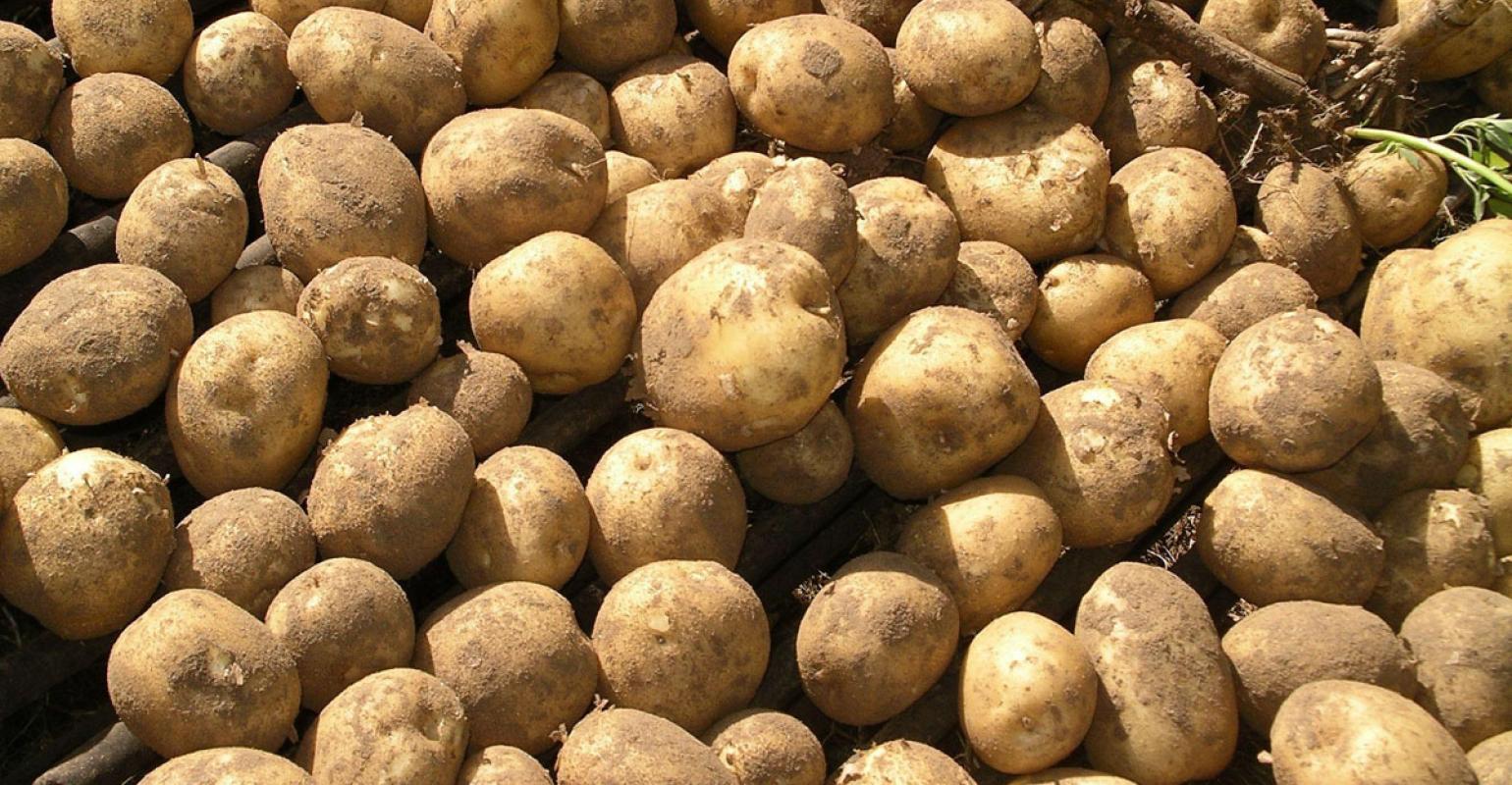 potatoes-kstate.jpg