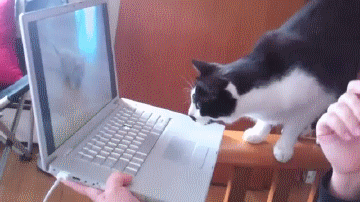 cat-confused-about-kitten-on-the-computer