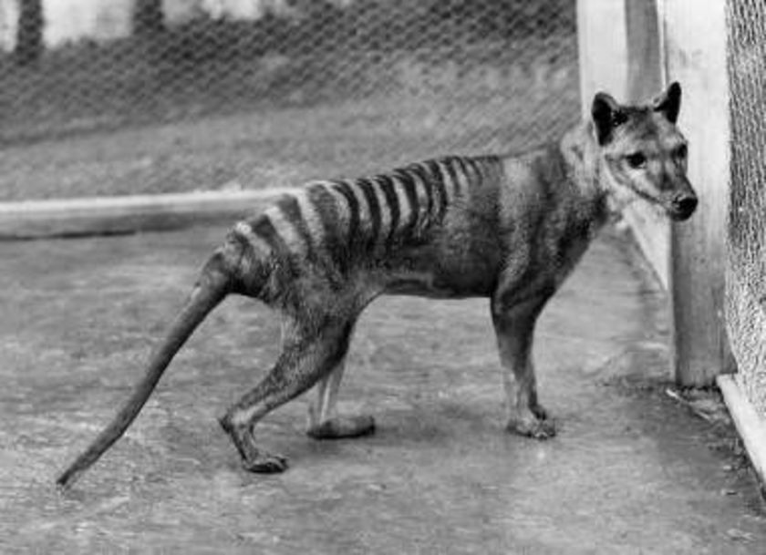 Cryptozoology - Thylacine (Tasmanian Tiger)