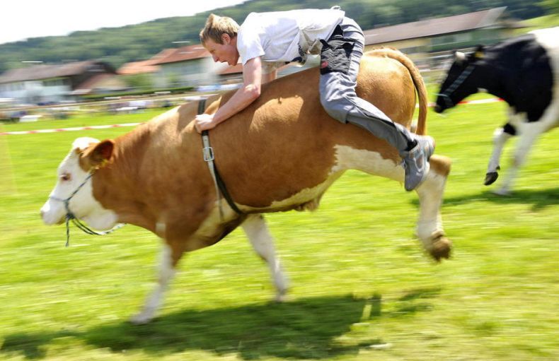 cow-riding.jpg