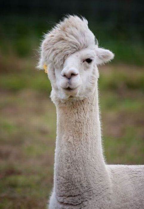 emo+llama.jpg